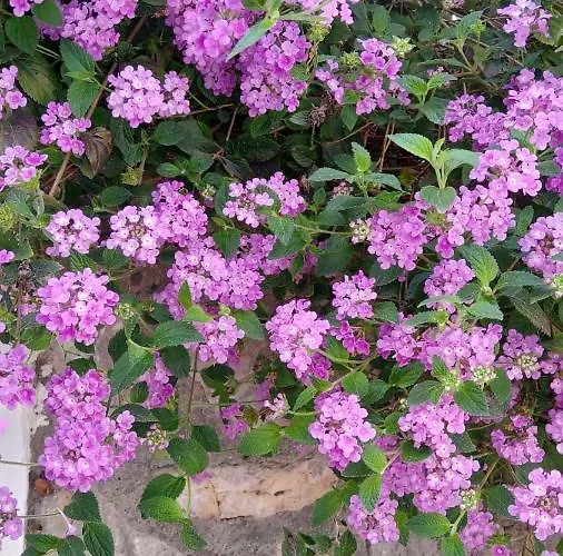 Appartement La Follicara Anacapri (Isola di Capri)