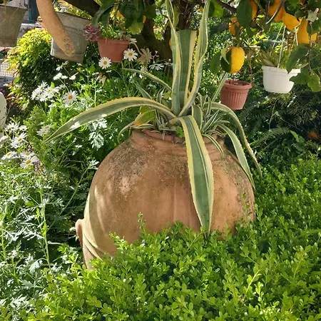 La Follicara